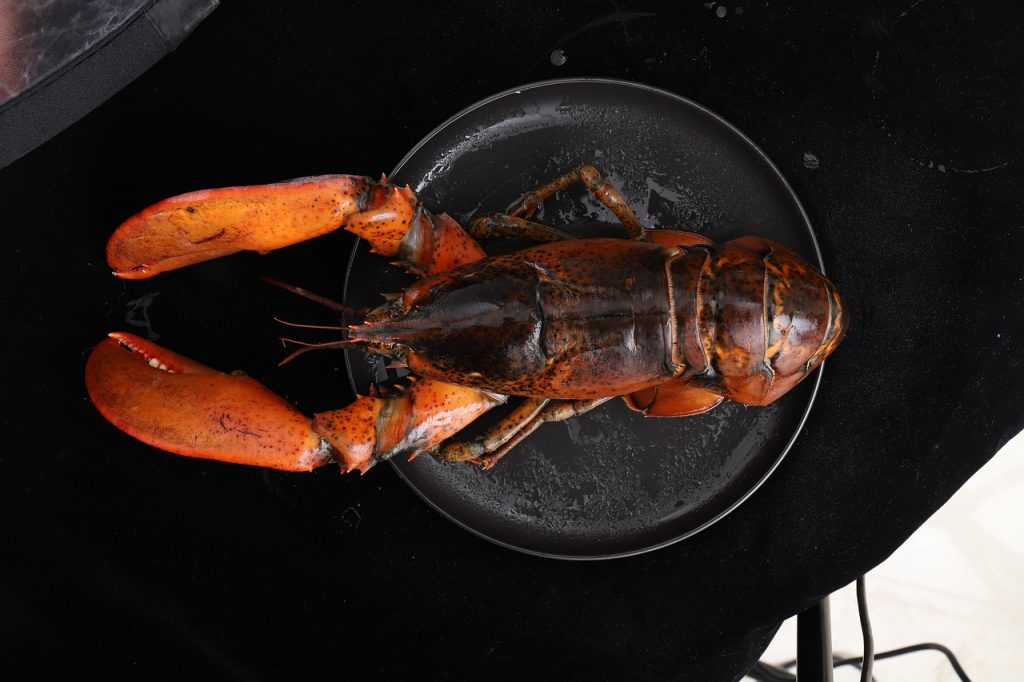 boston lobster, seafood, wave dragon, boston lobster, boston lobster, boston lobster, boston lobster, boston lobster
